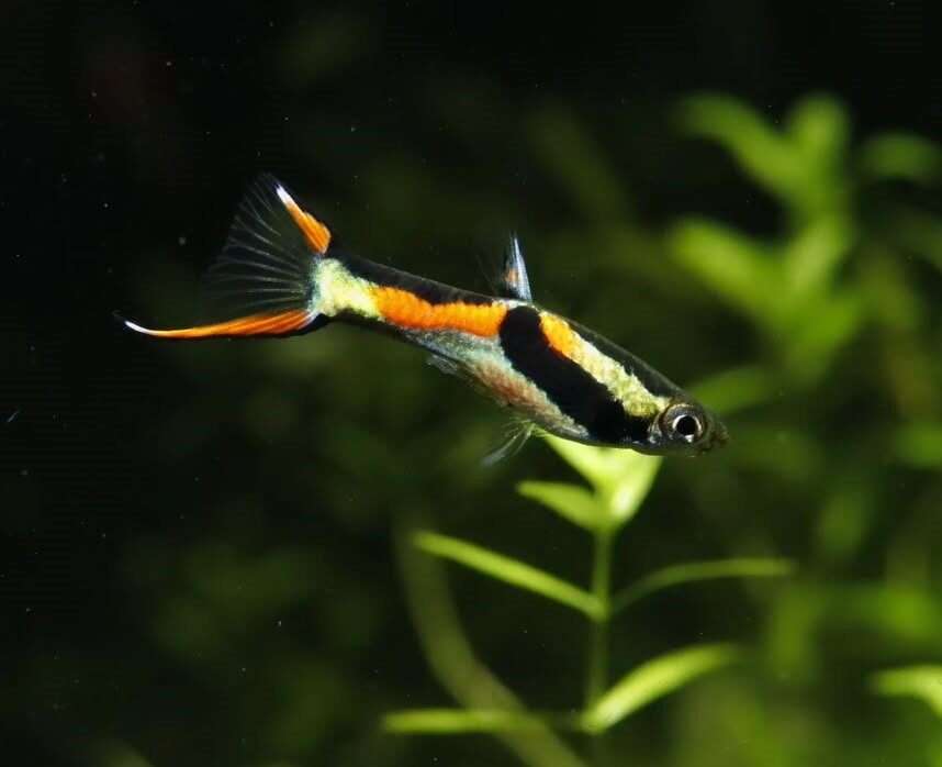 Black Bar Peacock Endler