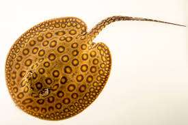 Ocellate River Stingray