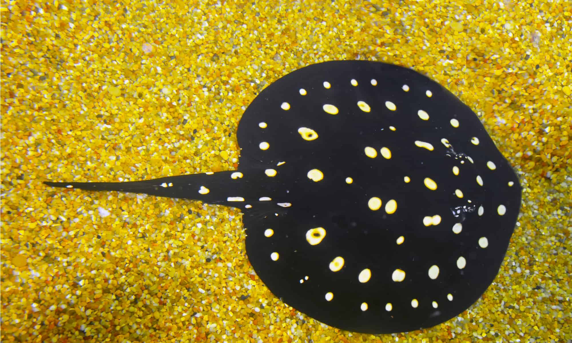 P14 Polka Dot Stingray