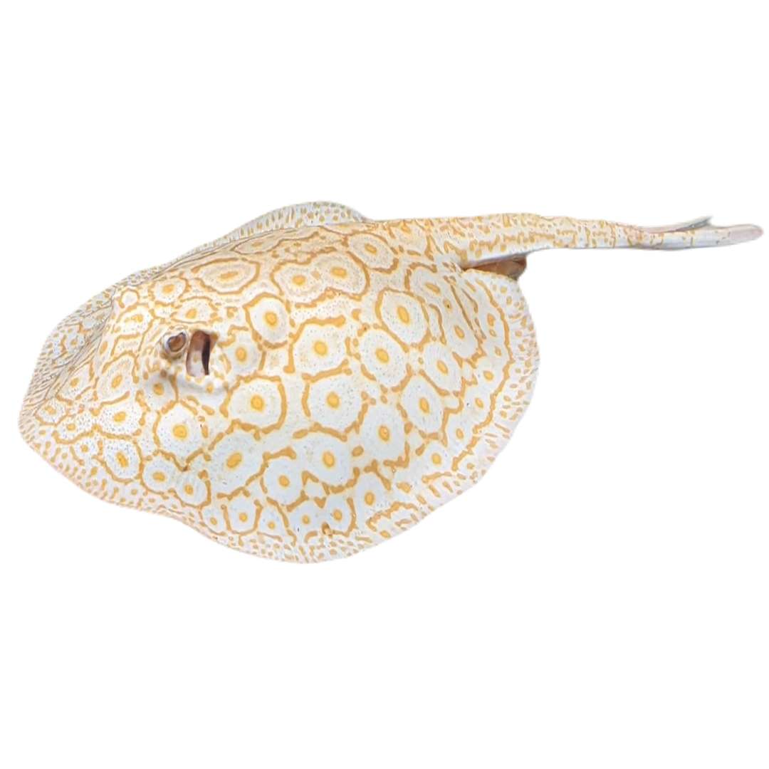 Albino Snow Pearl Stingray
