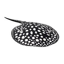 Black Diamond Stingray