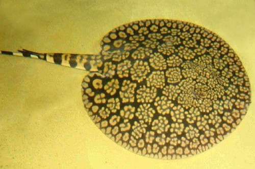 Flower Stingray