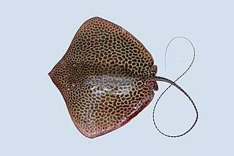 Reticulate Stingray