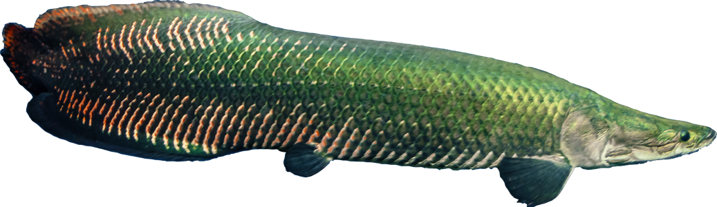 Arapaima gigas