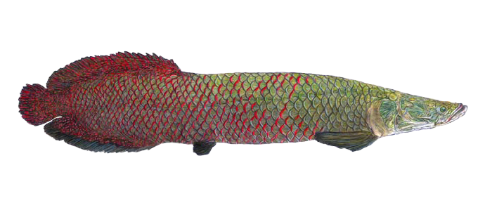 Arapaima leptostoma