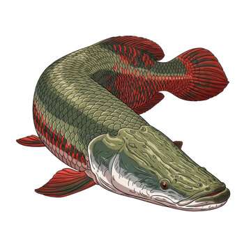 Arapaima Agassizii