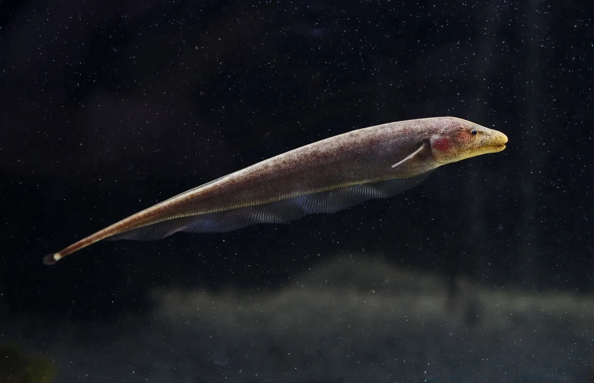 Brown Ghost Knife Fish