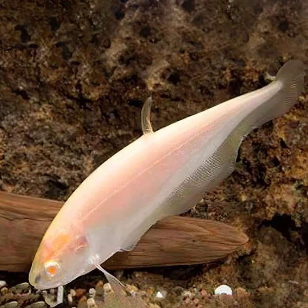Albino Ghost Knife Fish