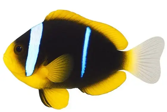Allard’s Clownfish