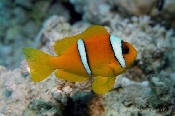 Two-Banded Clownfish