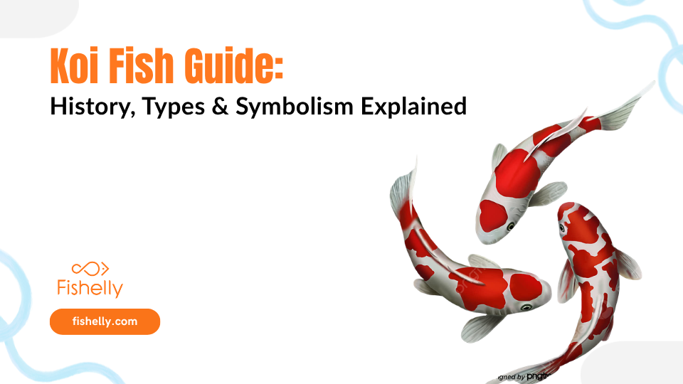 Koi Fish Guide: History, Types & Symbolism Explained