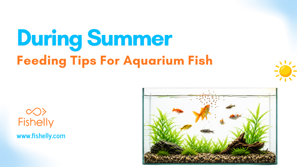 Fishelly Blog Image 1