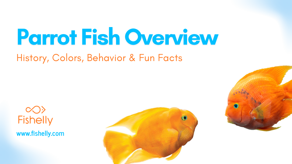 Fishelly Blog Image 1