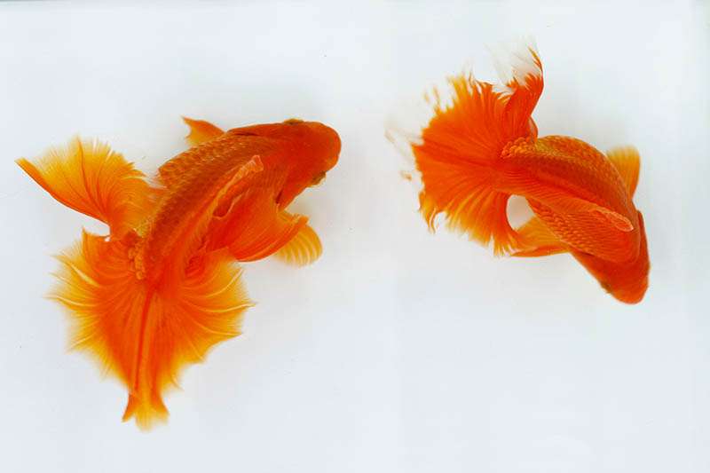 goldfish-tosakin