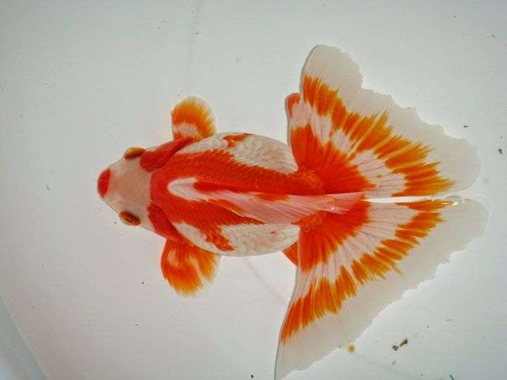 Butterfly Goldfish