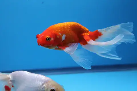 Phoenix Goldfish