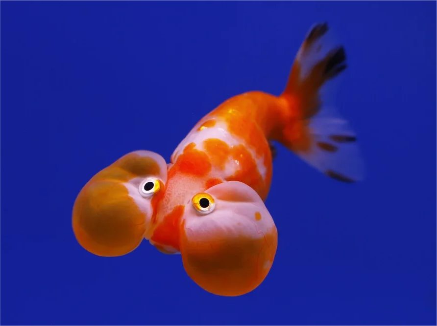 Bubble Eye Goldfish