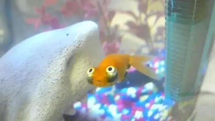 Bubble Eye Goldfish