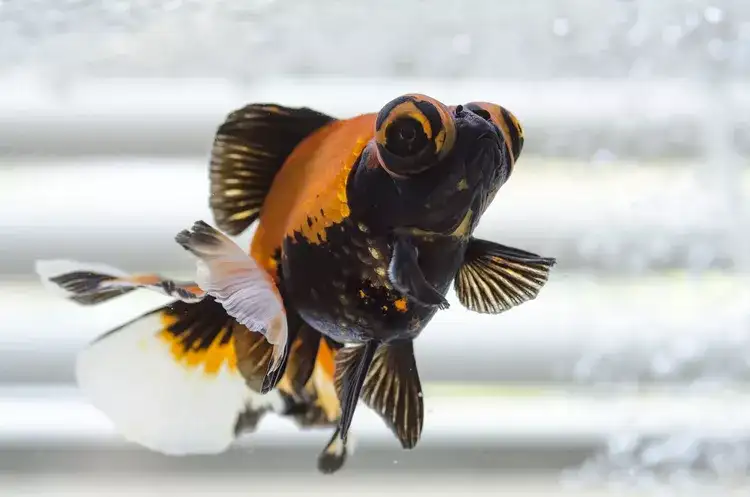 Bubble Eye Goldfish