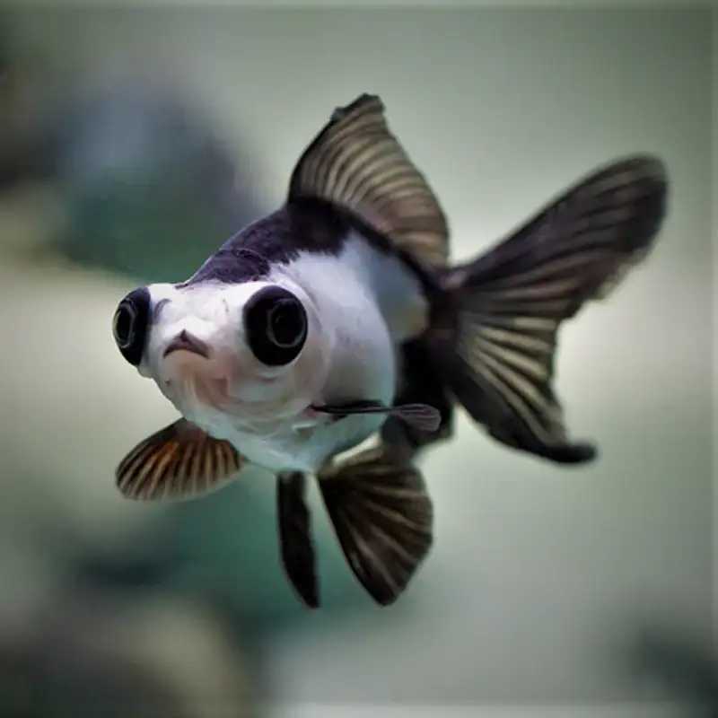 Bubble Eye Goldfish