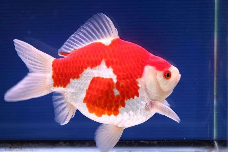 Bubble Eye Goldfish