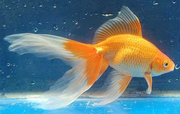 Watonai Goldfish