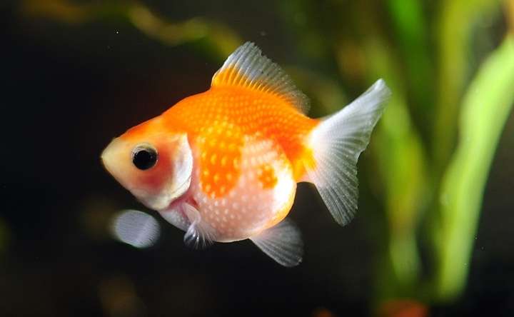 Perscale Goldfish