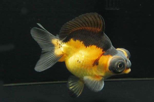 Demikin Goldfish