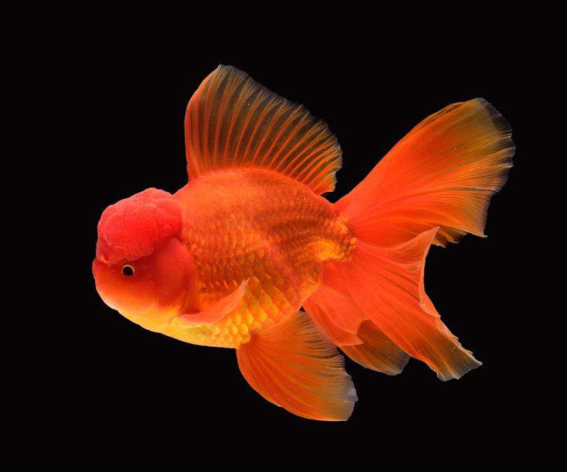 Oranda Goldfish