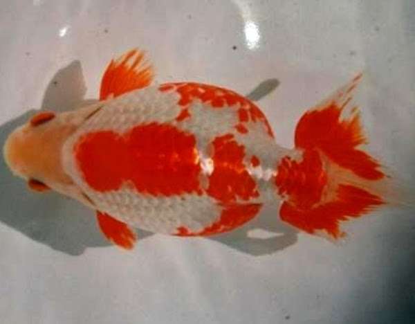 Izumo Goldfish