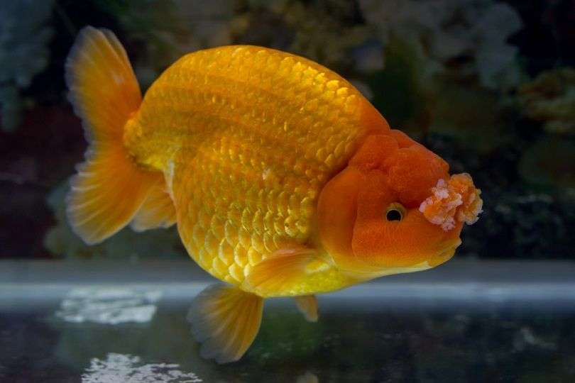 Izumo Goldfish