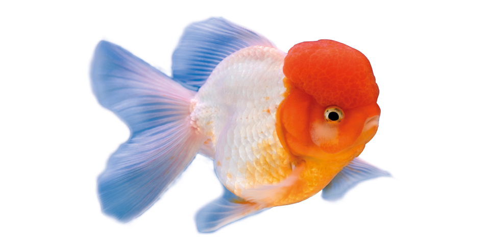 Lion Head Goldfish