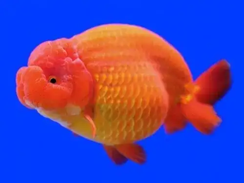 Ranchu Goldfish