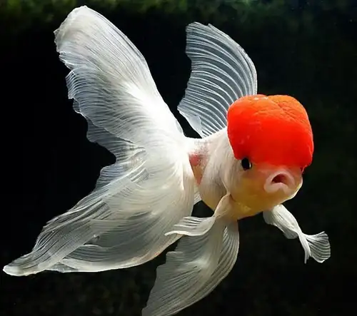 Panda Moor Goldfish