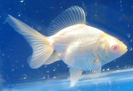 Albino Goldfish