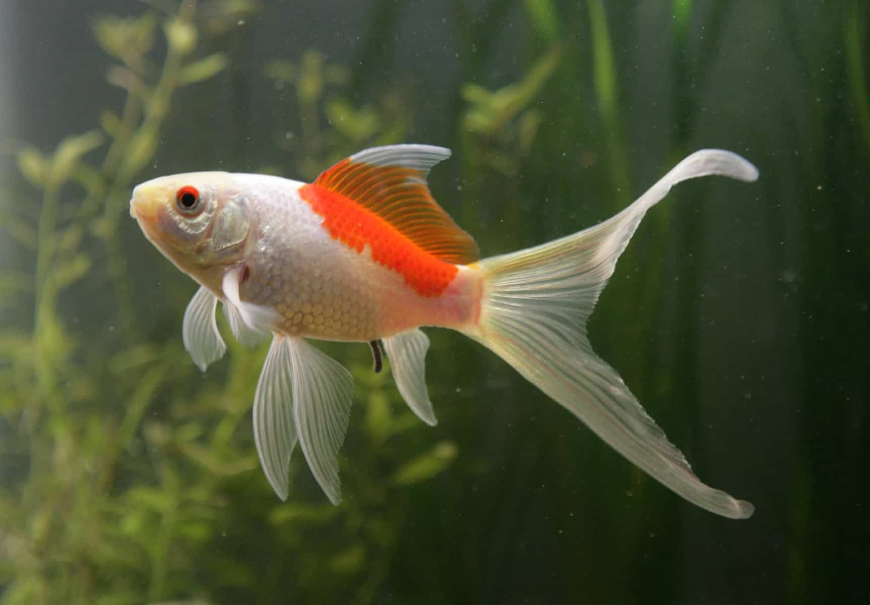 Sarasa Goldfish