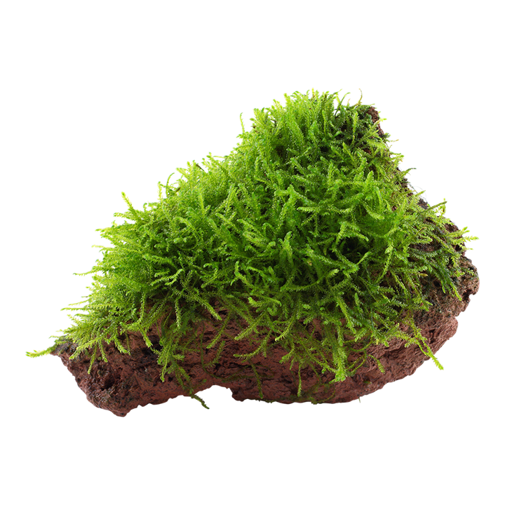 Java Moss