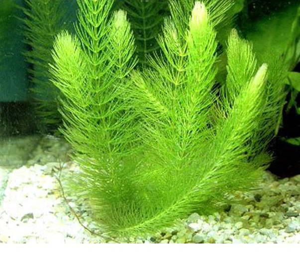 Hornwort