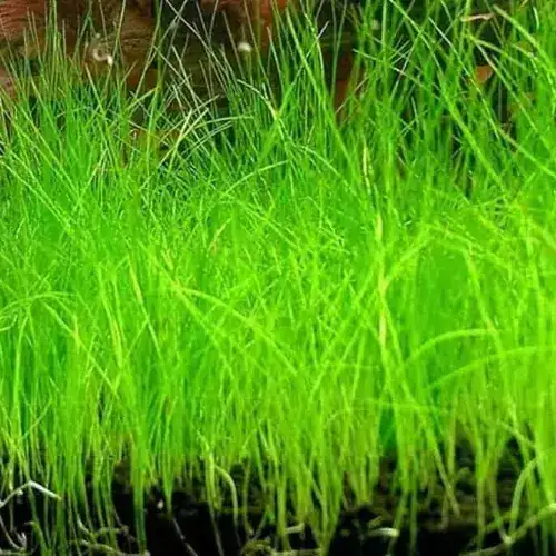 Dwarf Hairgrass