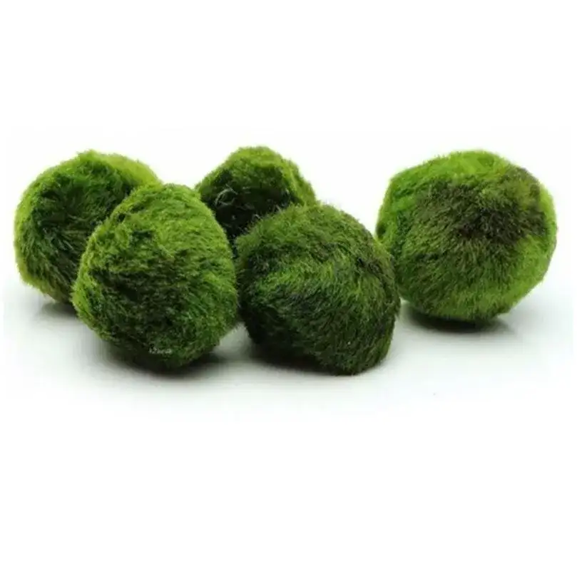 Marimo Moss Ball