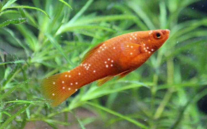 https://images.fishelly.com/community/56/question/white-spots-swordtail-fish.jpg